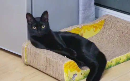 纯黑的土猫多少钱一只