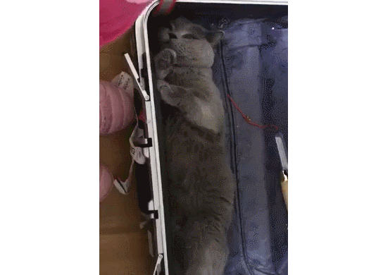 主人收拾行李，猫咪趁机钻进行李箱：我躺进去刚刚好，带上人家吧