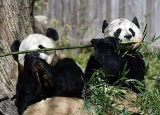 偷熊猫判几年 偷熊猫判几年