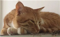 猫咪为什么被困在高处呢