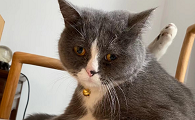 猫咪有时会表现得幽怨为什么
