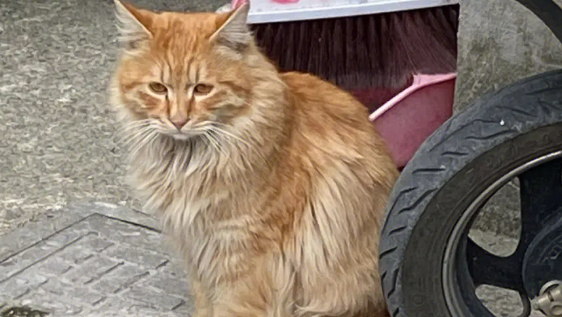流浪猫半身瘫痪,被数家医院建议安乐,两年后奇迹站起来了…… 流浪猫半身瘫痪,被数家医院建议安乐,两年后奇迹站起来了……