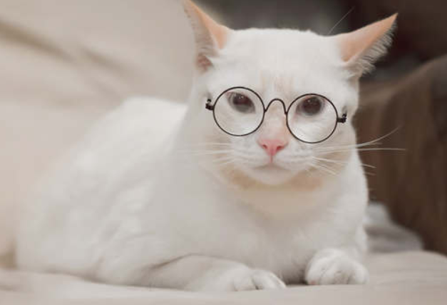 养麒麟尾猫会不吉利吗 养麒麟尾猫会不吉利吗