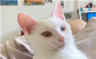 猫咪胡子掉了是怎么回事呢