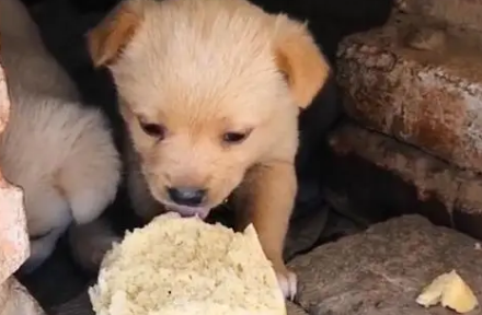 小土狗吃什么主食比较好