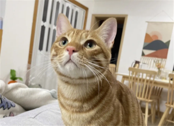 金渐层和橘猫的区别图片 金渐层和橘猫的区别图片