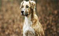 米克斯犬是什么狗？怎么养？