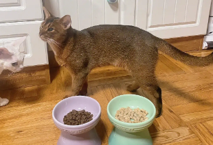 宠之鲜猫粮有诱食剂吗 宠之鲜猫粮有诱食剂吗