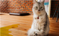 猫咪为什么比平时尿臭啊