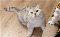 猫咪为什么喜欢进客厅呢