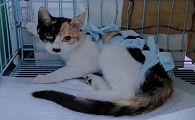为什么绝育猫咪在床上撒尿