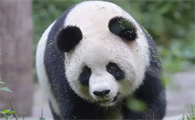 大熊猫死了美国赔偿多少