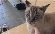 流浪猫上门是什么兆头风水