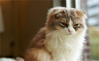 猫咪为什么喜欢跟你睡觉