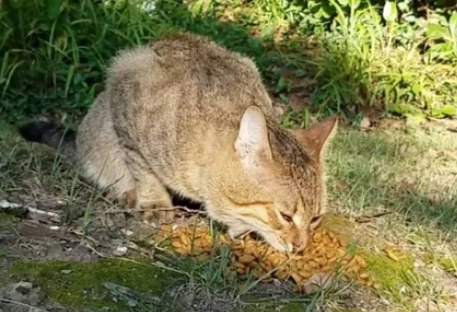 打12345可以抓流浪猫吗