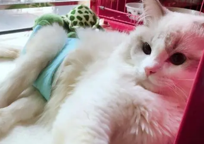 布偶猫尿频尿血怎么回事啊