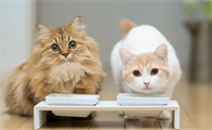 猫咪为什么尾巴竖着