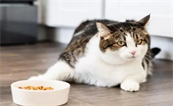 猫不吃东西是什么原因啊