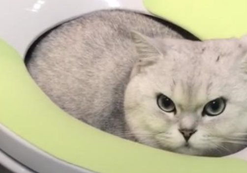 猫咪犯错被罚站，一不小心猫咪溜进厕所，随后让主人后悔不已