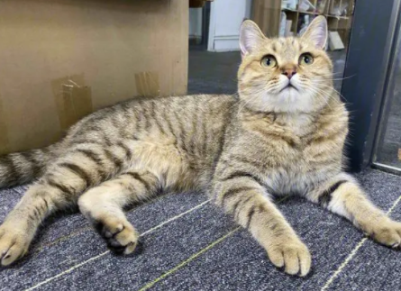 日本狸猫是什么品种猫