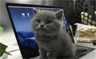 猫咪夏天需要垫子吗为什么呢