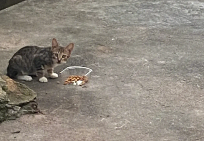 为什么流浪猫每天准时来