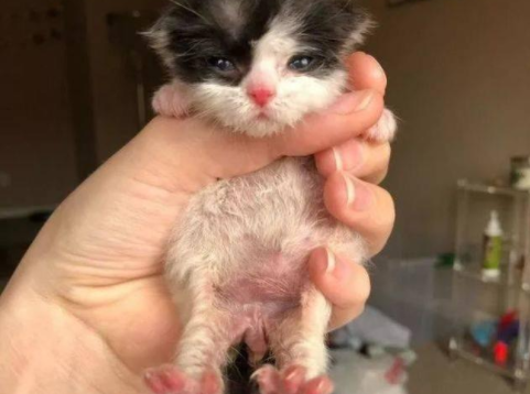 如何抓住小奶猫