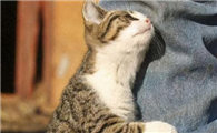 猫咪为什么喜欢蹭灰啊