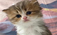 猫咪毛为什么这么稀少