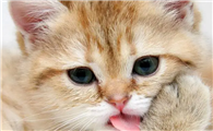 猫咪为什么吃自己的毛发啊