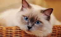 猫咪会梦到巴巴嘴是怎么回事