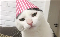 为什么猫咪怕生日快乐啊