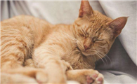 猫咪喜欢睡到背后是为什么啊