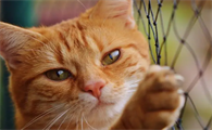 猫咪为什么没反抗过主人