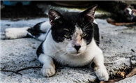 流浪猫愿意跟你回家的表现