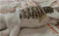 猫咪为什么老是跳床上拉尿呢