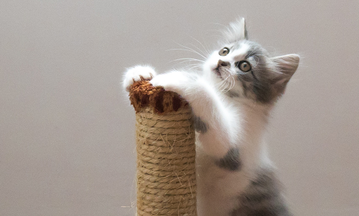土猫不想养了怎么办
