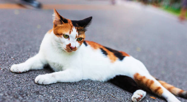 三色猫探案顺序 三色猫探案顺序