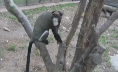 快来了解一下,大白鼻长尾猴的生物特色 快来了解一下,大白鼻长尾猴的生物特色