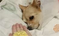 绝育后狗狗为什么不吃东西