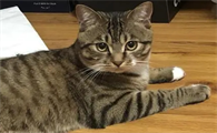 黄狸花猫寿命