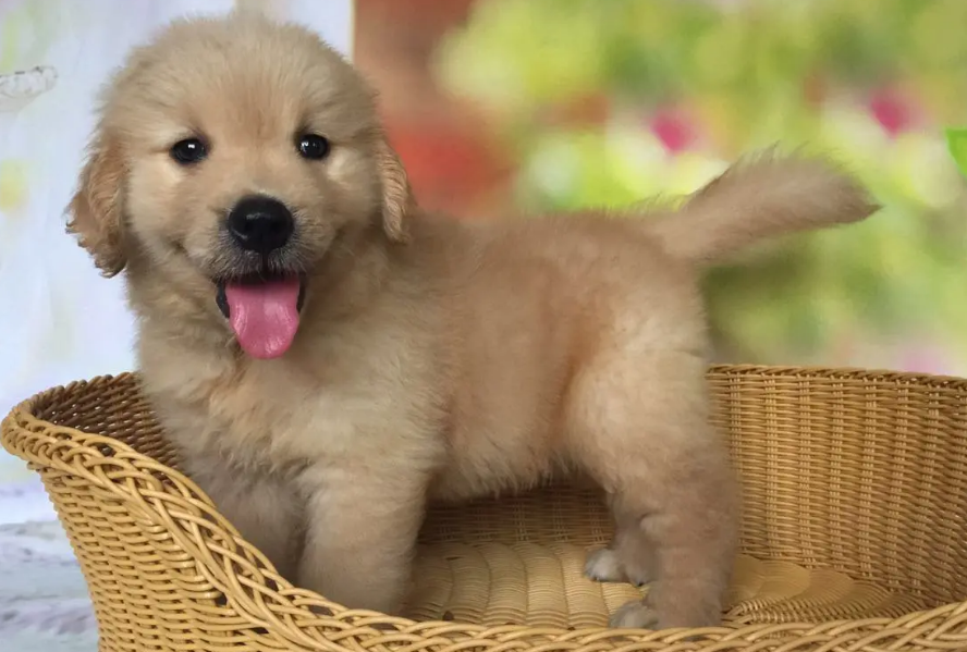 怎么正确养金毛幼犬呢