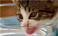 猫咪为什么会变得爱喝水啊