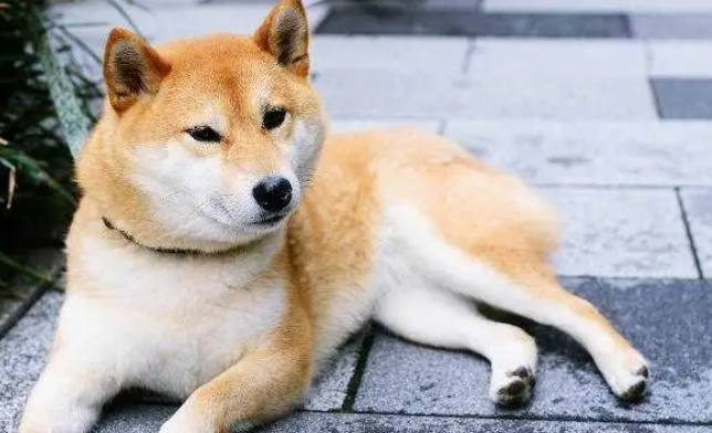 十大看家犬，看看认不认识，最后一个经常吓哭小孩