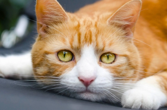 黄狸猫和橘猫什么区别 黄狸猫和橘猫什么区别