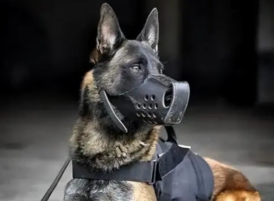 马里努阿犬，一只优秀但不敢养的犬！
