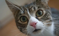 猫咪喜欢往外吐毛毛的原因