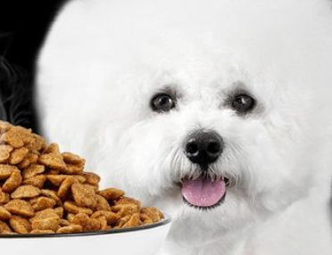 如何为比熊幼犬挑选狗粮呢