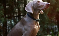 霍夫瓦尔特犬有哪些特征?你知道吗