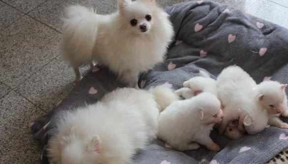 博美犬拉稀吃什么药好得快 博美犬拉稀吃什么药好得快